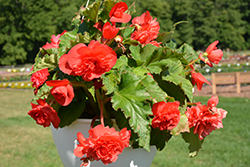 AmeriHybrid Ruffled Rose Begonia (Begonia 'AmeriHybrid Ruffled Rose') at Lakeshore Garden Centres