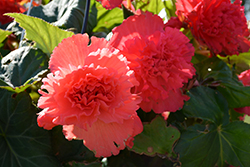 AmeriHybrid Ruffled Rose Begonia (Begonia 'AmeriHybrid Ruffled Rose') at Lakeshore Garden Centres