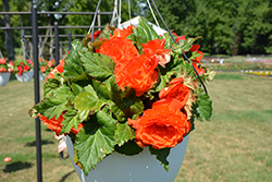 AmeriHybrid Ruffled Mandarin Orange Begonia (Begonia 'AmeriHybrid Ruffled Mandarin Orange') at Lakeshore Garden Centres