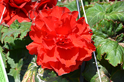 AmeriHybrid Ruffled Red Begonia (Begonia 'AmeriHybrid Ruffled Red') at Lakeshore Garden Centres
