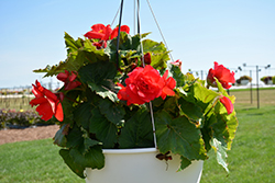 AmeriHybrid Roseform Rose Begonia (Begonia 'AmeriHybrid Roseform Rose') at Lakeshore Garden Centres