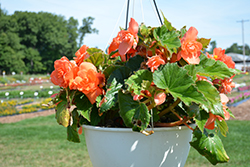 AmeriHybrid Roseform Apricot Begonia (Begonia 'AmeriHybrid Roseform Apricot') at Lakeshore Garden Centres