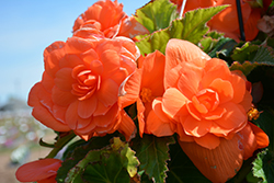 AmeriHybrid Roseform Apricot Begonia (Begonia 'AmeriHybrid Roseform Apricot') at Lakeshore Garden Centres