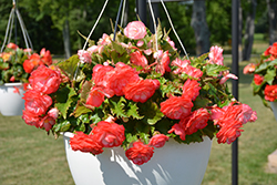 On Top Fandango Begonia (Begonia 'AmeriHybrid On Top Fandango') at Lakeshore Garden Centres