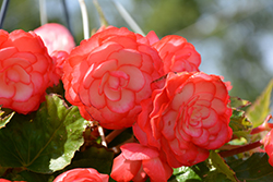 On Top Fandango Begonia (Begonia 'AmeriHybrid On Top Fandango') at Lakeshore Garden Centres