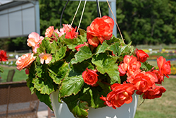 On Top Sunset Shades Begonia (Begonia 'AmeriHybrid On Top Sunset Shades') at Lakeshore Garden Centres