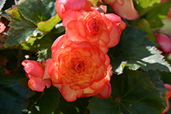On Top Sunset Shades Begonia (Begonia 'AmeriHybrid On Top Sunset Shades') at Lakeshore Garden Centres