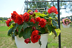 AmeriHybrid Roseform Red Begonia (Begonia 'AmeriHybrid Roseform Red') at Lakeshore Garden Centres
