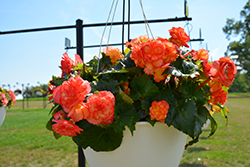 On Top Sun Glow Begonia (Begonia 'AmeriHybrid On Top Sun Glow') at Lakeshore Garden Centres