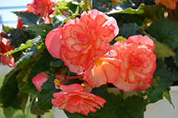 On Top Sun Glow Begonia (Begonia 'AmeriHybrid On Top Sun Glow') at Lakeshore Garden Centres
