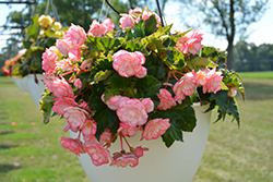 On Top Pink Halo Begonia (Begonia 'AmeriHybrid On Top Pink Halo') at Lakeshore Garden Centres