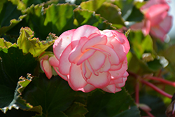On Top Pink Halo Begonia (Begonia 'AmeriHybrid On Top Pink Halo') at Lakeshore Garden Centres