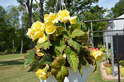 AmeriHybrid Roseform Yellow Begonia (Begonia 'AmeriHybrid Roseform Yellow') at Lakeshore Garden Centres