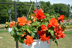 AmeriHybrid Roseform Scarlet Orange Begonia (Begonia 'AmeriHybrid Roseform Scarlet Orange') at Lakeshore Garden Centres