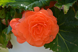 AmeriHybrid Roseform Salmon Begonia (Begonia 'AmeriHybrid Roseform Salmon') at Lakeshore Garden Centres
