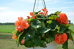 AmeriHybrid Roseform Salmon Begonia (Begonia 'AmeriHybrid Roseform Salmon') at Lakeshore Garden Centres