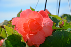 AmeriHybrid Roseform Peach Begonia (Begonia 'AmeriHybrid Roseform Peach') at Lakeshore Garden Centres