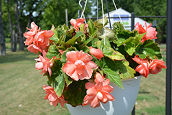 AmeriHybrid Roseform Peach Begonia (Begonia 'AmeriHybrid Roseform Peach') at Lakeshore Garden Centres