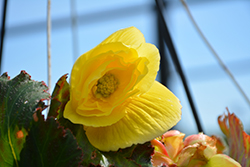 AmeriHybrid Ruffled Yellow Begonia (Begonia 'AmeriHybrid Ruffled Yellow') at Lakeshore Garden Centres