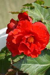 AmeriHybrid Ruffled Scarlet Red Begonia (Begonia 'PAS1384110') at Lakeshore Garden Centres