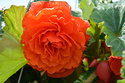 AmeriHybrid Ruffled Mandarin Orange Begonia (Begonia 'AmeriHybrid Ruffled Mandarin Orange') at Lakeshore Garden Centres