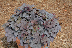 Plum Cascade Foamy Bells (Heucherella 'Plum Cascade') at Lakeshore Garden Centres