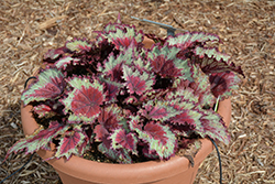 Jurassic Red Splash Begonia (Begonia 'Jurassic Red Splash') at Lakeshore Garden Centres