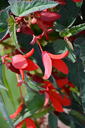 Mistral Red Begonia (Begonia boliviensis 'Mistral Red') at Lakeshore Garden Centres
