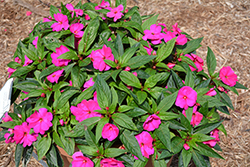Divine Orchid New Guinea Impatiens (Impatiens hawkeri 'Divine Orchid') at Lakeshore Garden Centres