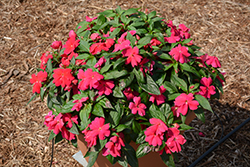 Divine Lipstick New Guinea Impatiens (Impatiens hawkeri 'Divine Lipstick') at Lakeshore Garden Centres