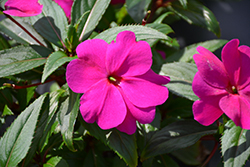Divine Orchid New Guinea Impatiens (Impatiens hawkeri 'Divine Orchid') at Lakeshore Garden Centres