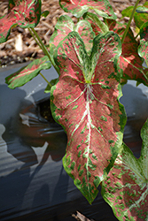 Creamsickle Caladium (Caladium 'Creamsickle') at Lakeshore Garden Centres