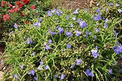 Amethyst Kiss Spiderwort (Tradescantia x andersoniana 'Radtrad') at Lakeshore Garden Centres