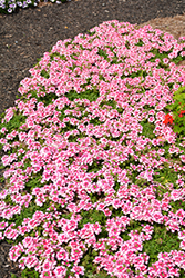 Lanai Twister Red Verbena (Verbena 'Lanai Twister Red') at Lakeshore Garden Centres
