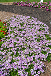 Lanai Twister Purple Verbena (Verbena 'Lanai Twister Purple') at Lakeshore Garden Centres