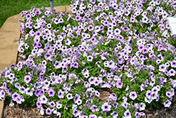 Sanguna Patio Blue Vein Petunia (Petunia 'Sanguna Patio Blue Vein') at Lakeshore Garden Centres