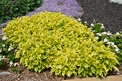Dutch Mill Drive Coleus (Solenostemon scutellarioides 'Dutch Mill Drive') at Lakeshore Garden Centres