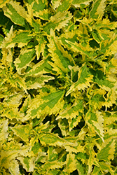 Dutch Mill Drive Coleus (Solenostemon scutellarioides 'Dutch Mill Drive') at Lakeshore Garden Centres