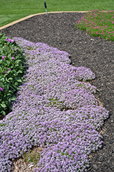 Yolo Lavender Sweet Alyssum (Lobularia maritima 'Yolo Lavender') at Lakeshore Garden Centres