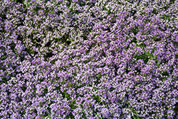 Yolo Lavender Sweet Alyssum (Lobularia maritima 'Yolo Lavender') at Lakeshore Garden Centres