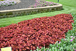 Wall Street Coleus (Solenostemon scutellarioides 'Wall Street') at Lakeshore Garden Centres
