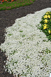 Yolo White Sweet Alyssum (Lobularia maritima 'Yolo White') at Lakeshore Garden Centres