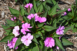 SunStanding Lavender Impatiens (Impatiens 'SunStanding Lavender') at Lakeshore Garden Centres