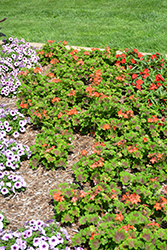 Brocade Fire Night Geranium (Pelargonium 'Brocade Fire Night') at Lakeshore Garden Centres
