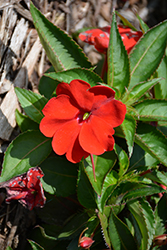 SunStanding Fire Red Impatiens (Impatiens 'SunStanding Fire Red') at Lakeshore Garden Centres