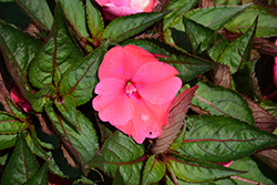 SunStanding Neon Rose Impatiens (Impatiens 'SunStanding Neon Rose') at Lakeshore Garden Centres
