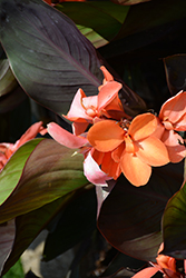 CannaSol Happy Wilma Canna (Canna 'CannaSol Happy Wilma') at Lakeshore Garden Centres