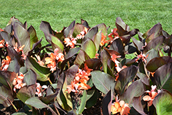 CannaSol Happy Wilma Canna (Canna 'CannaSol Happy Wilma') at Lakeshore Garden Centres