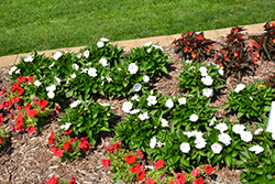 SunStanding Apollo White Cloud Impatiens (Impatiens 'SunStanding Apollo White Cloud') at Lakeshore Garden Centres
