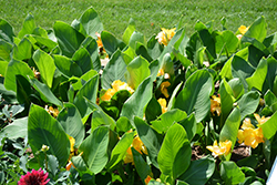 CannaSol Happy Emily Canna (Canna 'CannaSol Happy Emily') at Lakeshore Garden Centres